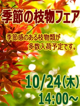 フェア 10 24 木 切花 季節の枝物フェア 開催のお知らせ Ba Net